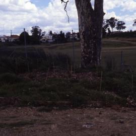 Old Maculata garden, pre-weeding, Shortland Wetlands, NSW