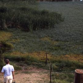 Triglochin Swamp, Shortland Wetlands, NSW, December 1987