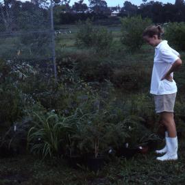 Planting bee, Shortland Wetlands, NSW, March 1988
