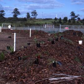Planting bee, Shortland Wetlands, NSW, March 1988