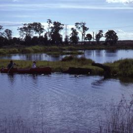 Planting Brambles Island, Shortland Wetlands, NSW, May 1988