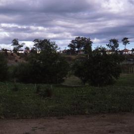 Garden mounds, Shortland Wetlands, NSW, May 1988