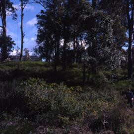 Zone A hill, Shortland Wetlands, NSW, August 1988