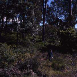 Zone A hill, Shortland Wetlands, NSW, August 1988