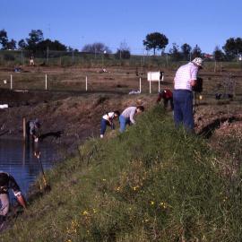 Canoe Trail planting, Shortland Wetlands, NSW, 26 June 1988