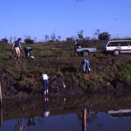 Canoe Trail plantings, Shortland Wetlands, NSW