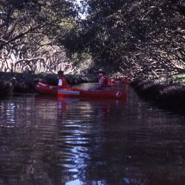 Canoeing mangrove tunnel, Shortland Wetlands, NSW, 1988