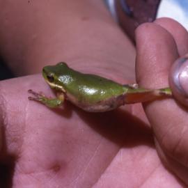 Dwarf Green Tree Frog, Shortland Wetlands, NSW, 1989-1994