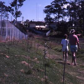 Tuxford Park Trail, Shortland Wetlands, NSW, October 1988