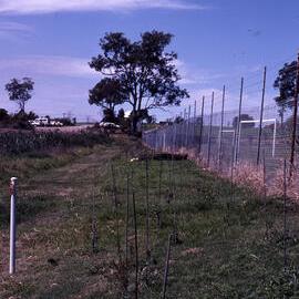Tuxford Park Trail, Shortland Wetlands, NSW, October 1988