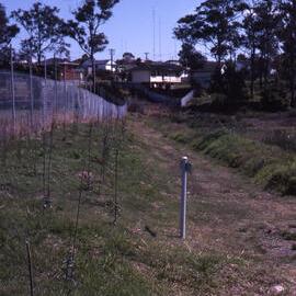 Tuxford Park Trail, Shortland Wetlands, NSW, October 1988