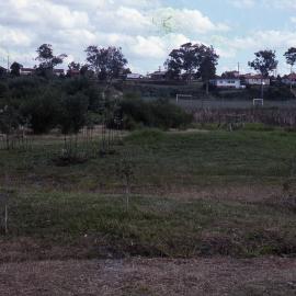 Lions Club Picnic Area planting, Shortland Wetlands, NSW, Autumn 1989