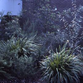 Visitors Centre garden, Shortland Wetlands, NSW, June 1989