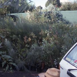 Plants ready to go, planting bee, Shortland Wetlands, NSW, Autumn 1989