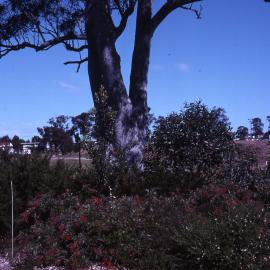 Western Visitors Centre car park gardens, Corymbia maculata, (Spotted Gum), Shortland Wetlands, NSW, September 1989