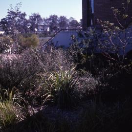 Visitors Centre garden, Shortland Wetlands, NSW, September 1989
