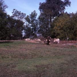 Visitors Centre garden area, Shortland Wetlands, NSW, September 1989