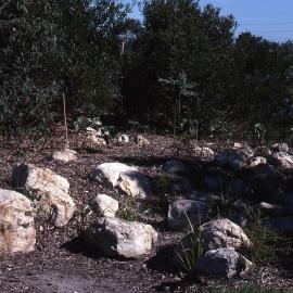 Car park gardens, Shortland Wetlands, NSW, December 1989
