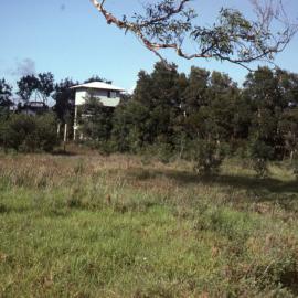 Egret hide, Shortland Wetlands, NSW, December 1989