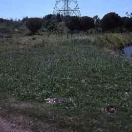 Canoe Trail, Shortland Wetlands, NSW, December 1989