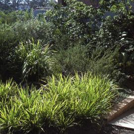 Visitors Centre garden, Shortland Wetland, NSW, March 1990
