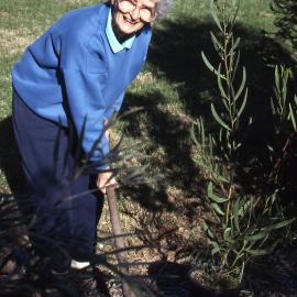 Anne Clarke plants Acacia pycnantha, (Golden Wattle), Shortland Wetlands, NSW, 1989-1994
