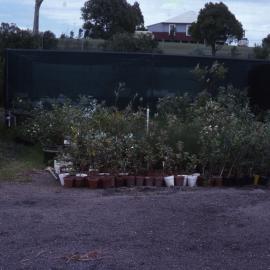 Shade house, native plant nursery, Shortland Wetlands, NSW, 1989