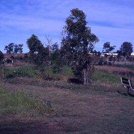 Edge of Triglochin Swamp, (Water Ribbon Pond), Shortland Wetlands, NSW, July 1990