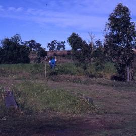 Edge of Triglochin Swamp, (Water Ribbon Pond), Shortland Wetlands, NSW, July 1990