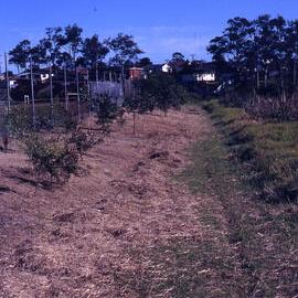 Tuxford Park trail, Shortland Wetlands, NSW, July 1990