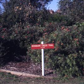 Grevilleas car park garden, Shortland Wetlands, NSW, July 1990