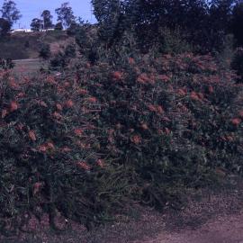 Grevillia, (Coconut Ice), Shortland Wetlands, NSW, July 1990