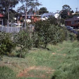 Tuxford Park fence line, Shortland Wetlands, NSW, 1989-1994