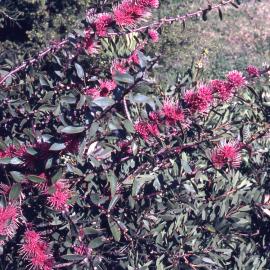 Hakea crassinervia, Shortland Wetlands, NSW, July 1990