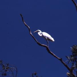 Great Egret, Shortland Wetlands, NSW, 1989-1994