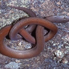 Common scaly foot, (legless lizard), Shortland Wetlands, NSW, 1989-1994