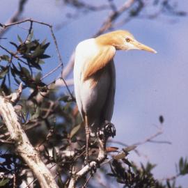 Cattle Egret, breeding, Shortland Wetlands, NSW, 1989-1994