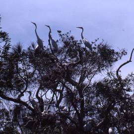 Great Egrets, Shortland Wetlands, NSW, 1989-1994
