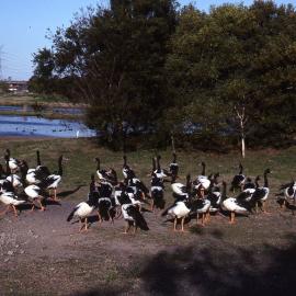Magpie Geese, Shortland Wetlands, NSW, July 1990