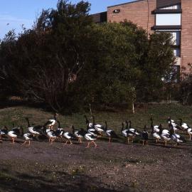 Magpie Geese, Shortland Wetlands, NSW, July 1990