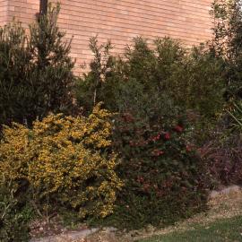 Visitors Centre garden, Shortland Wetlands, NSW, July 1990