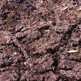 Drought mud cracks, Shortland Wetlands, NSW, 1989-1994
