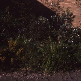 Visitors Centre garden, Shortland Wetlands, NSW, July 1990