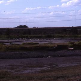 Drought, Brambles Pond, Shortland Wetlands, NSW, May 1991
