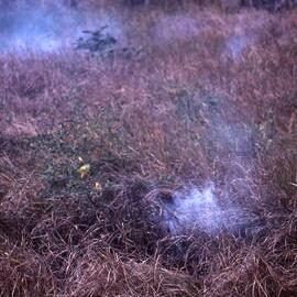 Fire smoldering, Shortland Wetlands, NSW, May 1991