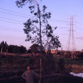 Paddy Lightfoot, Melaleuca quinquenervia, (Broad-leaved Paperbark), Canoe Trail Island, Shortland Wetlands, NSW, 6 June 1991