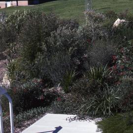 Visitors Centre gardens, Shortland Wetlands, NSW, July 1991