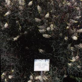 Grafted Grevillia intricata, Shortland Wetlands, NSW, July 1991