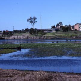 Triglochin Swamp, (Water Ribbon Pond), Shortland Wetlands, NSW, 1989-1994
