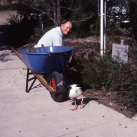 Brendon Kelly and "Honk", Magpie Goose, Shortland Wetlands, NSW, August 1991